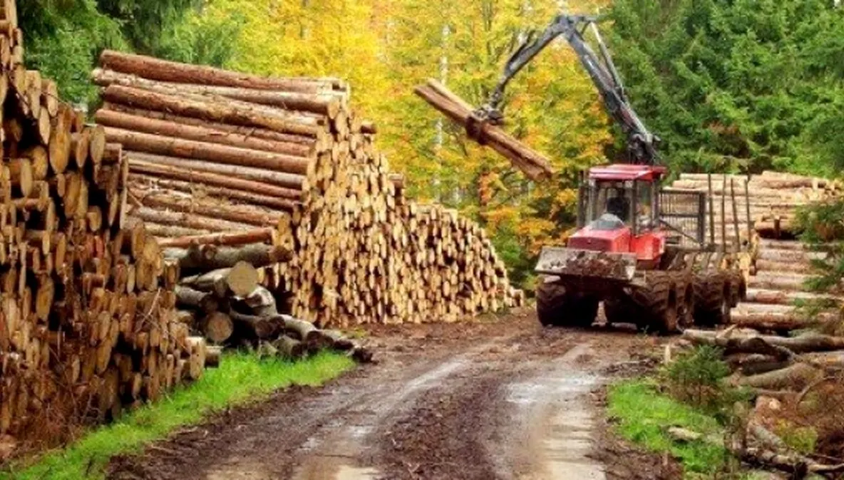 PSD vrea să interzică exportul de buşteni din România. Dragnea: Cine vrea să exporte, să exporte lemn prelucrat