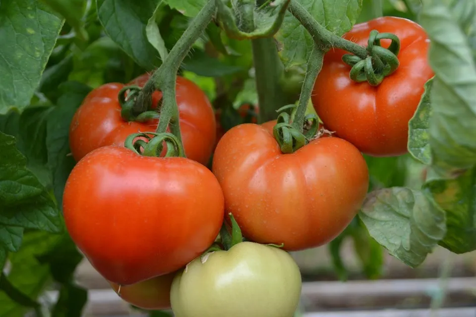 Subvenția pentru tomate, schimbată. Fermierii doljeni vor avea mai mult timp la dispoziție pentru a-și valorifica produsele