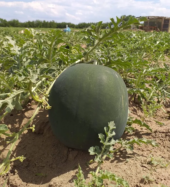 Vești bune pentru consumatorii de pepene verde. În aproximativ două săptămâni începe recoltarea, în județul Dolj