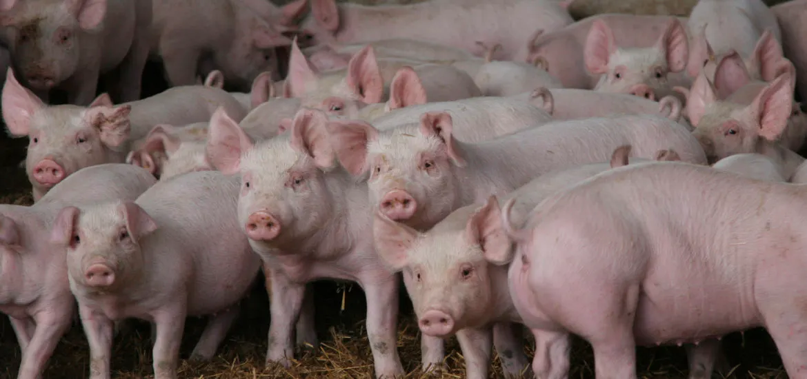 Pesta porcină se extinde într-o localitate din Dolj. „Se trece la eutanasiere“