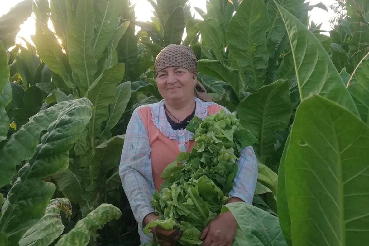 Producătorii de tutun din Dolj trag un semnal de alarmă. „Prețul de vânzare este foarte mic, dacă ținem cont de muncă”