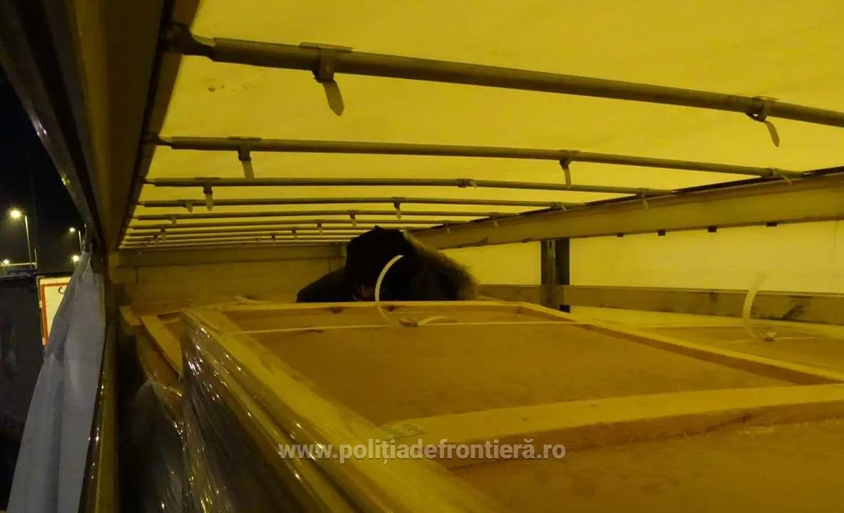 VIDEO. Sirieni găsiţi într-un camion încărcat cu saltele, la Frontiera Calafat