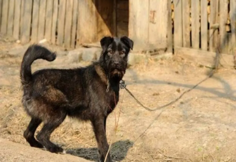 Dosar penal pentru furtul unui câine