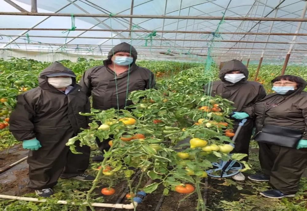 Roșiile fermierilor din Dolj, în piețele din București. Peste 1.500 de doljeni s-au înscris în programul de sprijin pentru tomate
