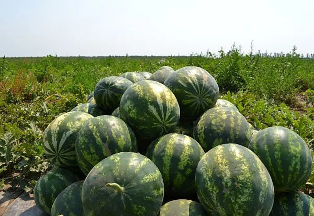    Pepenii de Dăbuleni vor fi mai scumpi în acest an