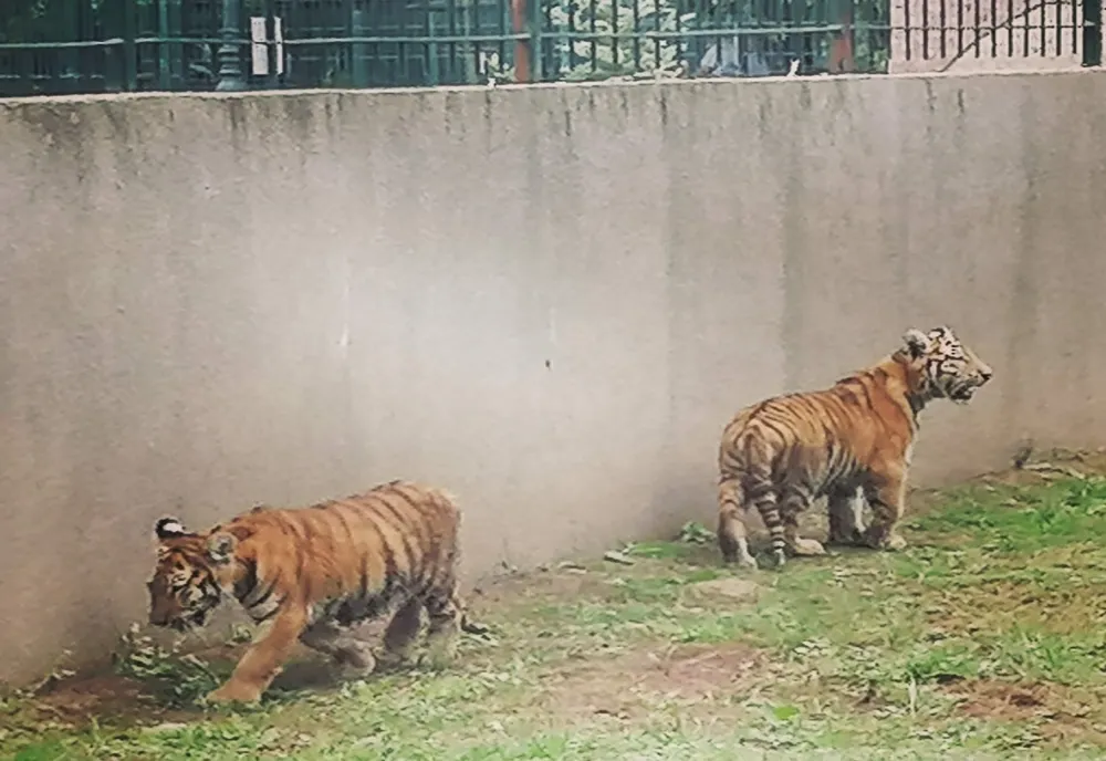 Animale și păsări noi la Zoo Craiova