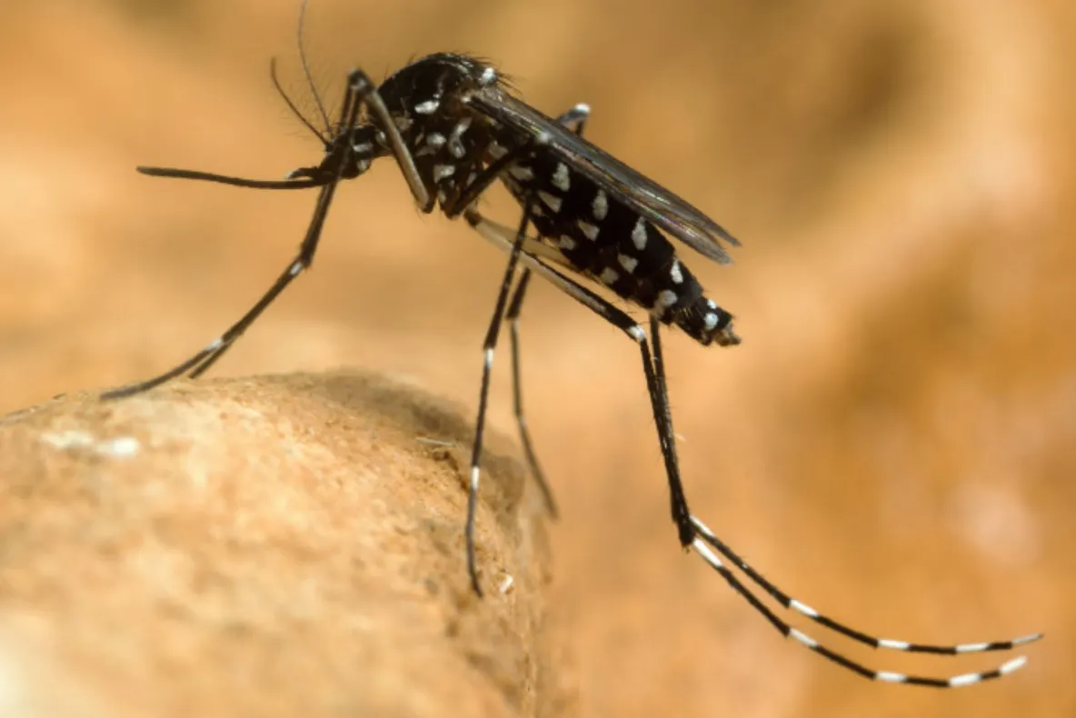 INSP: Un singur caz de infecție cu virusul West Nile, confirmat în Dolj în 2026