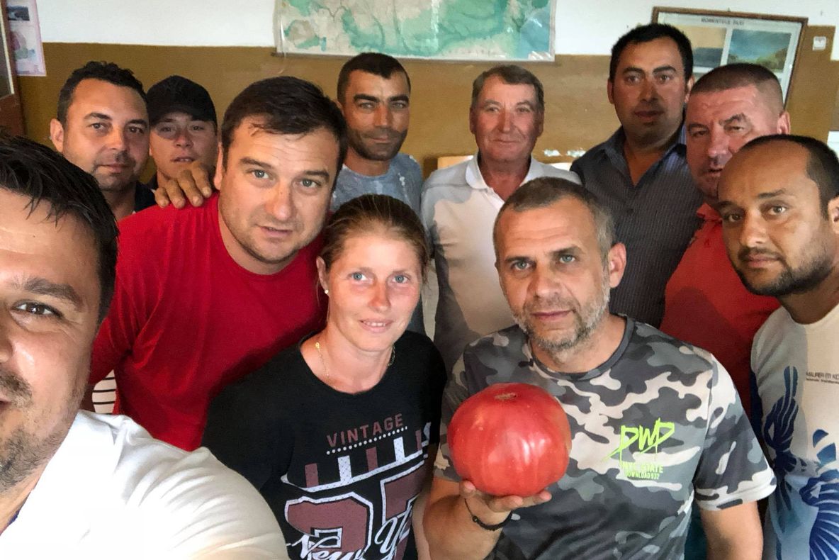 Record în judeţul Olt: o roşie de 1,3 kilograme (FOTO&amp;VIDEO)