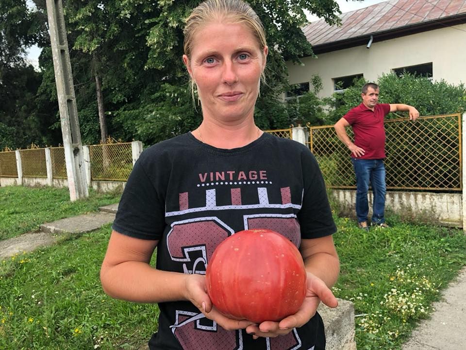 INEDIT. Cea mai grea roşie din Olt va fi premiată cu 500 de euro