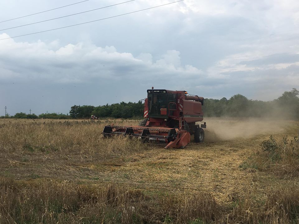 Producții record de cereale, în Dolj