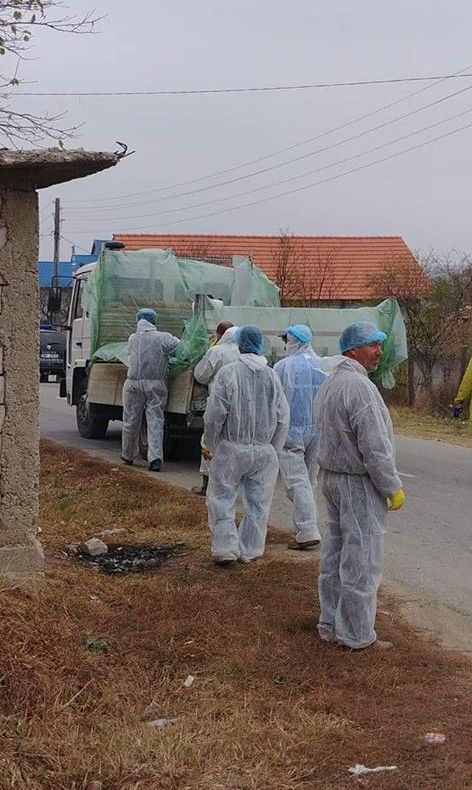 S-a confirmat existenţa pestei porcine, la Teasc. Ce măsuri au fost dispuse, după stingerea focarului