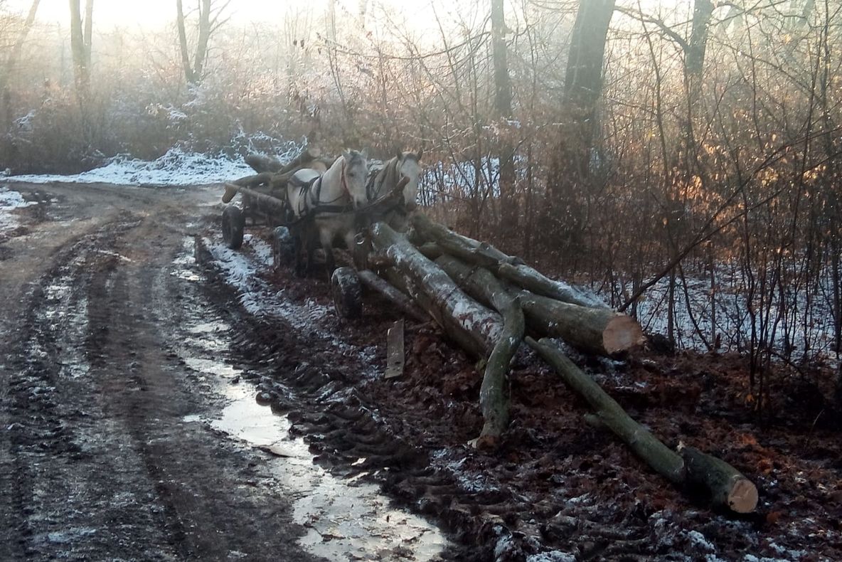 Opriți cu foc de armă, după ce au fost prinși la furat de lemne într-o pădure din Dolj. Cei trei tineri s-au ales cu dosar penal