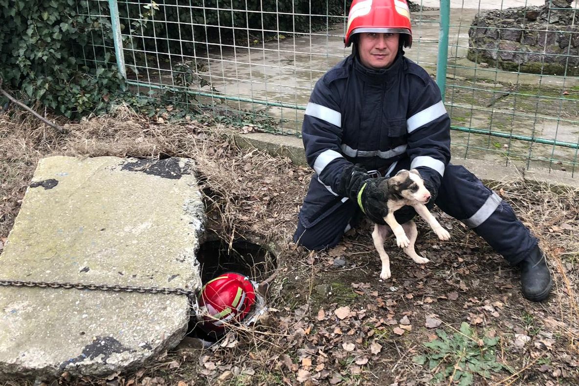 ÎNDUIOŞĂTOR. Căţeluş căzut într-un canal, salvat de pompierii din Calafat - FOTO