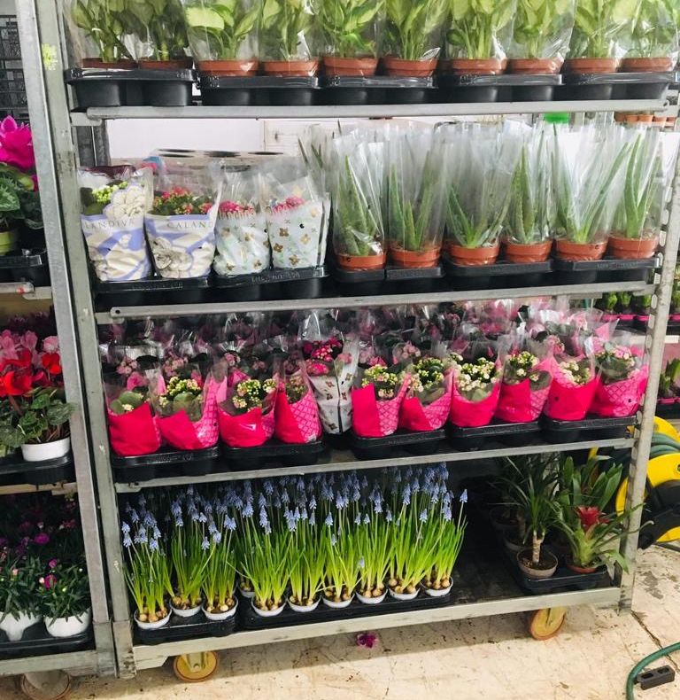 Comerțul ilegal cu flori, taxat de polițiștii doljeni. Ce nereguli au fost descoperite