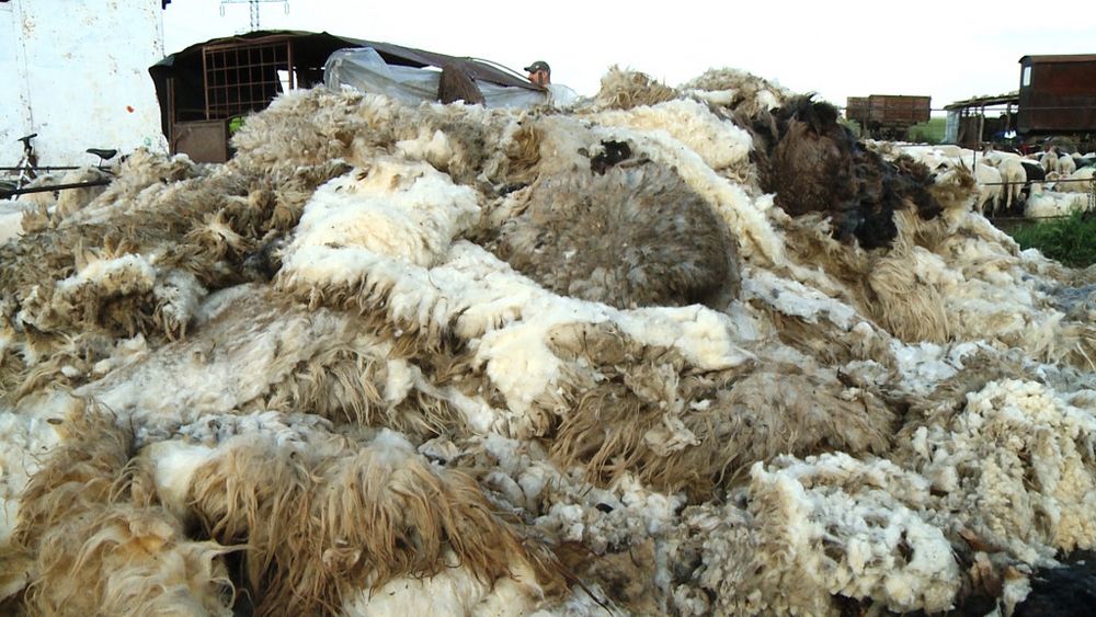 26 de doljeni au obținut subvenția pentru lână