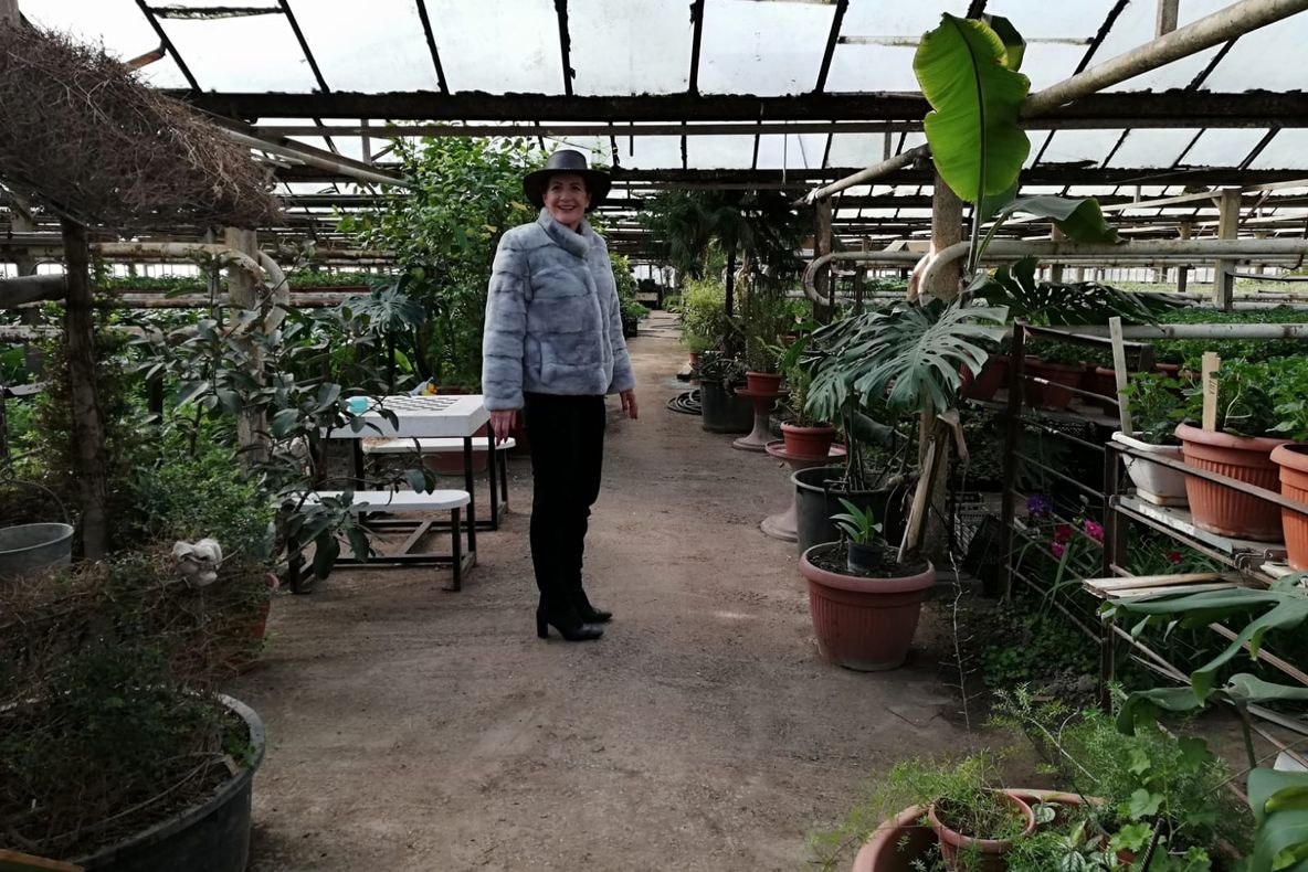 Zeci de mii de flori pregătite în serele Craiovei. Regia de Administrare a Domeniului Public a reamenajat o veche încăpere pentru plante