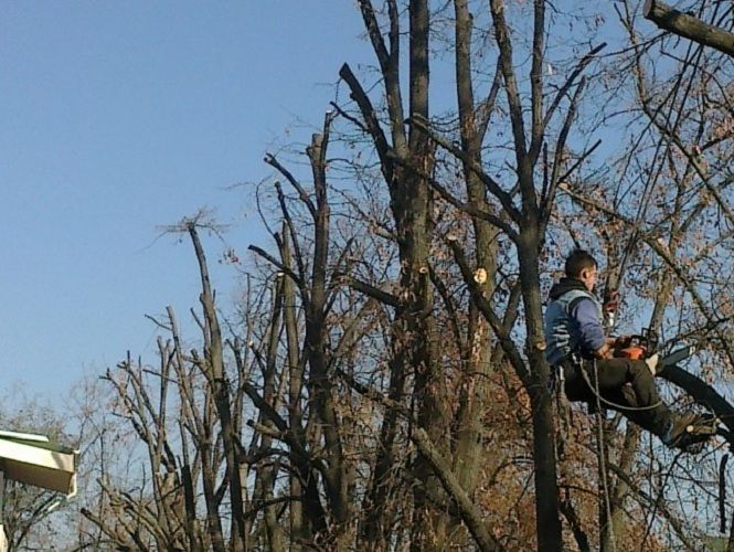 Lucrările de toaletare a copacilor din Craiova continuă și în februarie