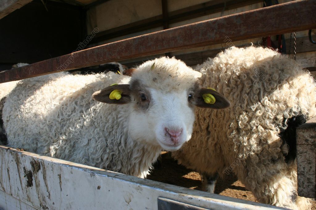 S-a deschis centrul pentru sacrificarea mieilor, în Craiova