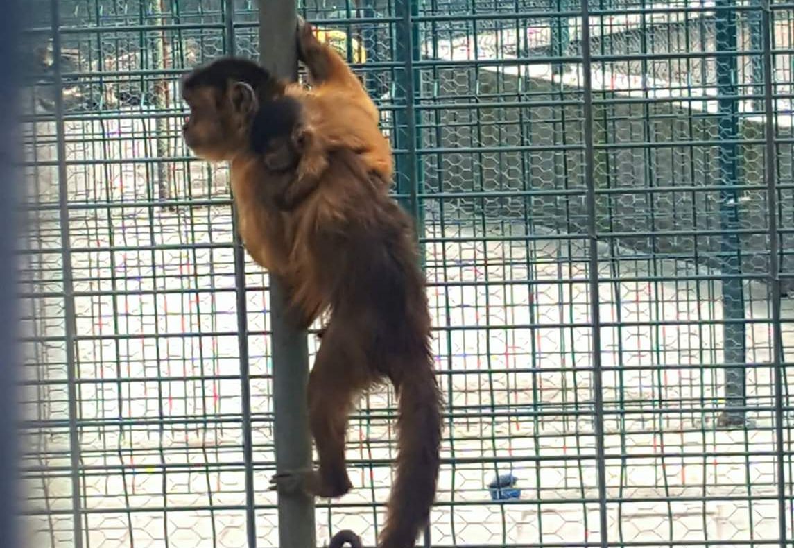 Grădina Zoologică din Craiova are membri noi