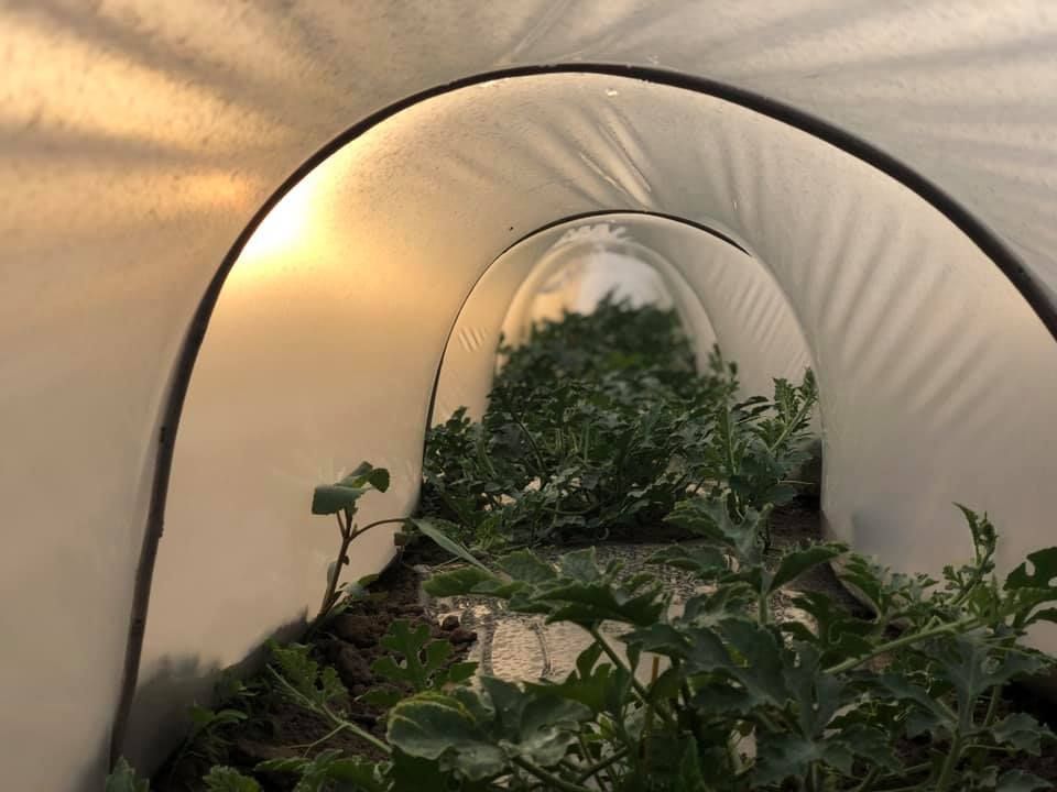 Pepenii de Dăbuleni, gata să iasă din tunel. Ce spun cultivatorii despre sezonul din acest an