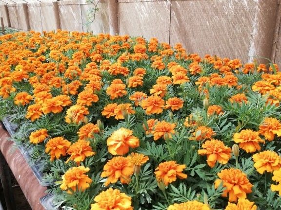 Florile din Craiova, tratate suplimentar pentru a face față temperaturilor din această perioadă