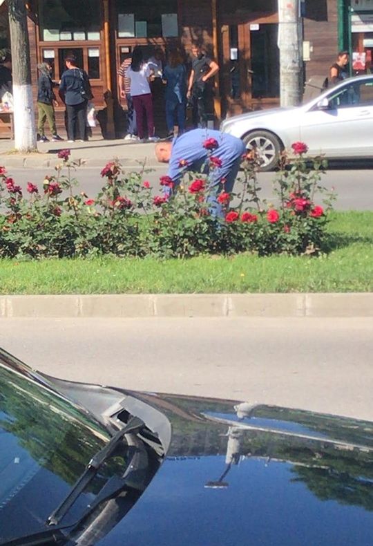 VIDEO/FOTO. Craiovenii fură flori și distrug spațiile verzi