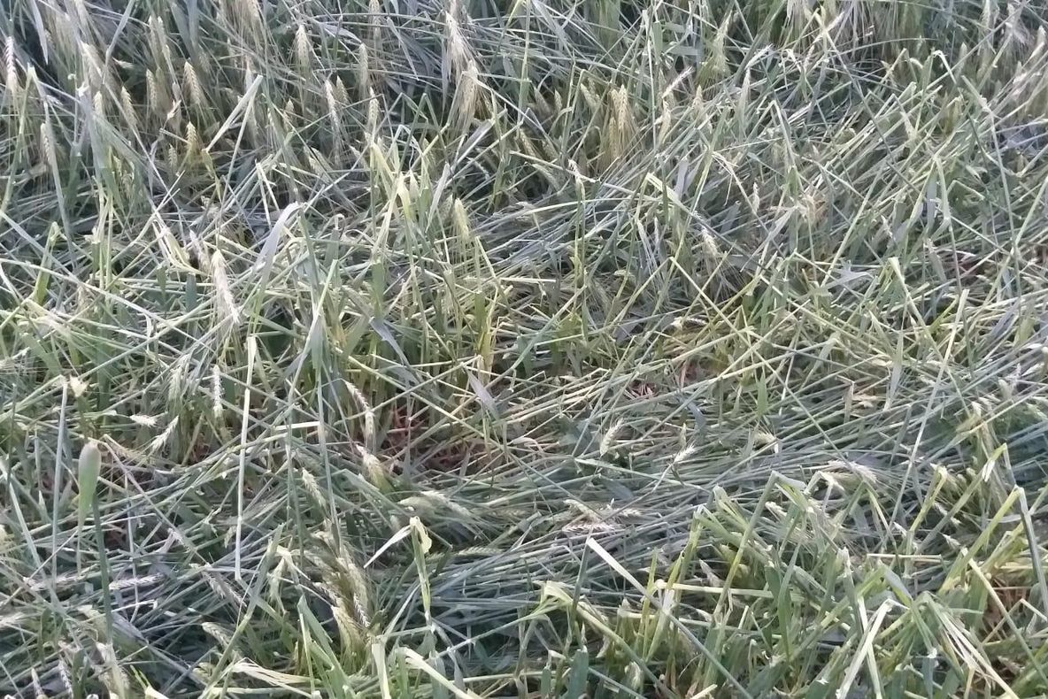 Suprafețe mari de culturi din Dolj distruse de ploi și grindină. La grâu sunt cele mai multe pierderi