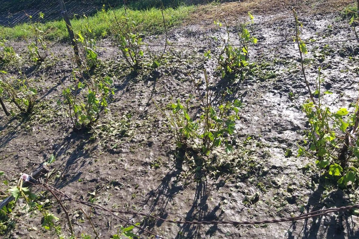 FOTO. Culturi de cereale și grădini distruse în județul Dolj, după ploaia cu grindină de marți seară