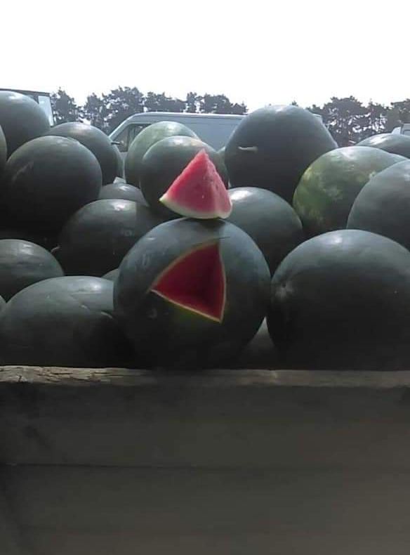 Pepenii de Dăbuleni, scoși la vânzare. Cât costă kilogramul