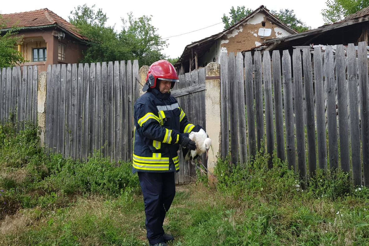 VIDEO/FOTO. Operațiune inedită a pompierilor doljeni. Au salvat un pui de barză care căzuze din cuib
