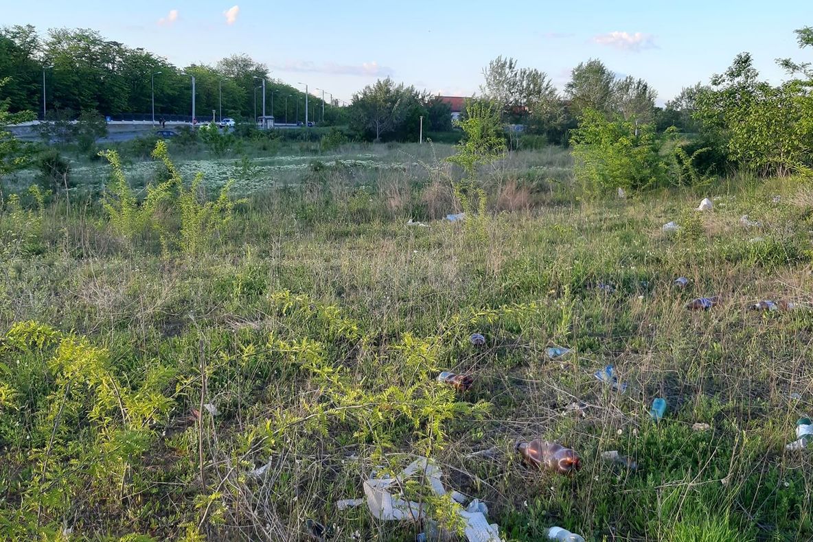 FOTO. Ambrozia, coșmar anual pentru craioveni și autorități