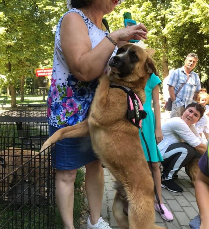 Opt câini au fost adoptați la târgul din Parcul „Nicolae Romanescu” din Craiova