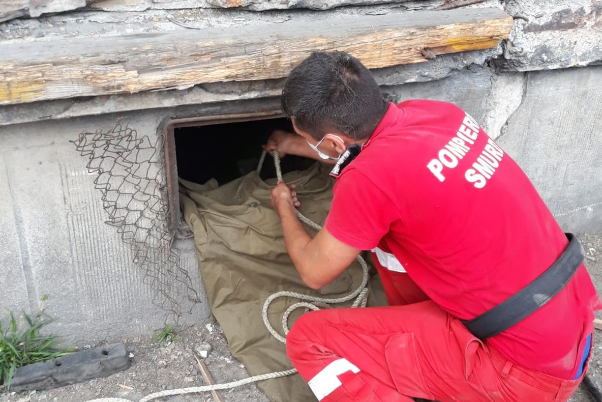 FOTO. Trei câini au fost salvați de pompieri. S-a intervenit în Craiova și Segarcea