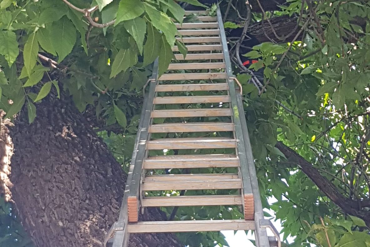 Pui de pisică, salvați de pompieri, într-un parc din Craiova