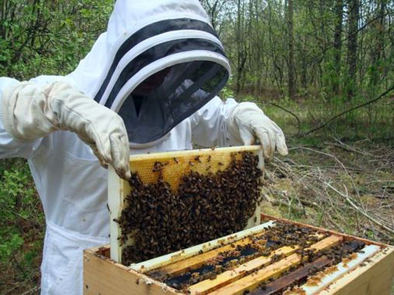 Bani de la stat pentru apicultori. Până când se pot depune cererile și documentele necesare