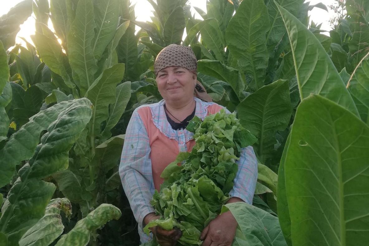 Producătorii de tutun din Dolj trag un semnal de alarmă. „Prețul de vânzare este foarte mic, dacă ținem cont de muncă”