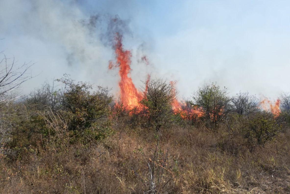 Dolj: Incendiu de vegetaţie uscată de mai bine de 24 de ore. Focul s-a întins pe 80 de hectare