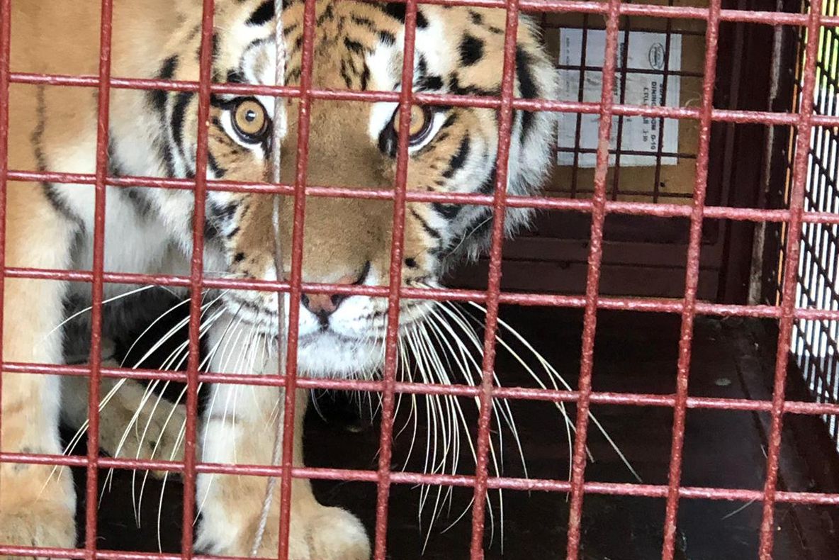 Exemplare noi la Grădina Zoologică din Craiova