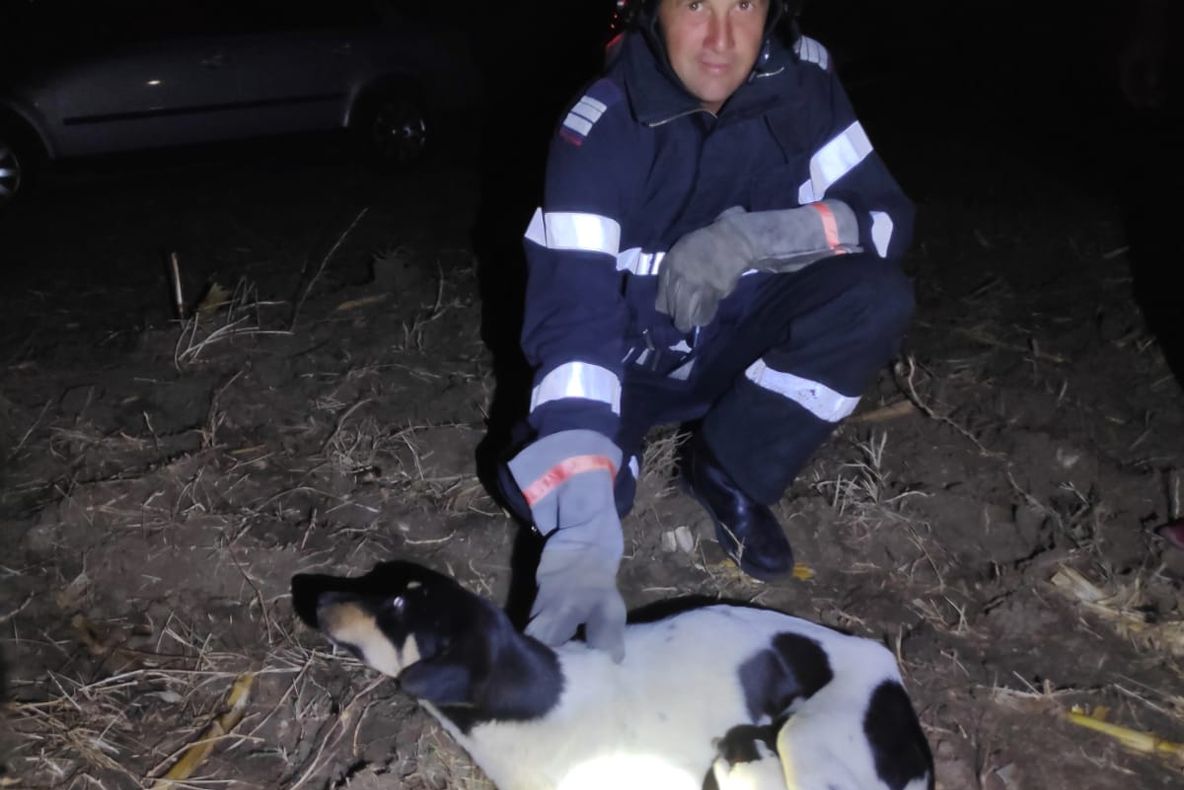 O căţeluşă şi puii săi, slavaţi de pompierii din Calafat dintr-o fântână secată adâncă de 30 de metri - FOTO