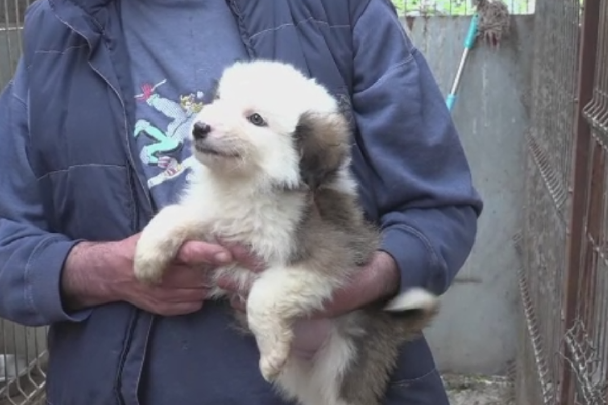 Târg de adopții de câini organizat în Parcul Nicolae Romanescu din Craiova