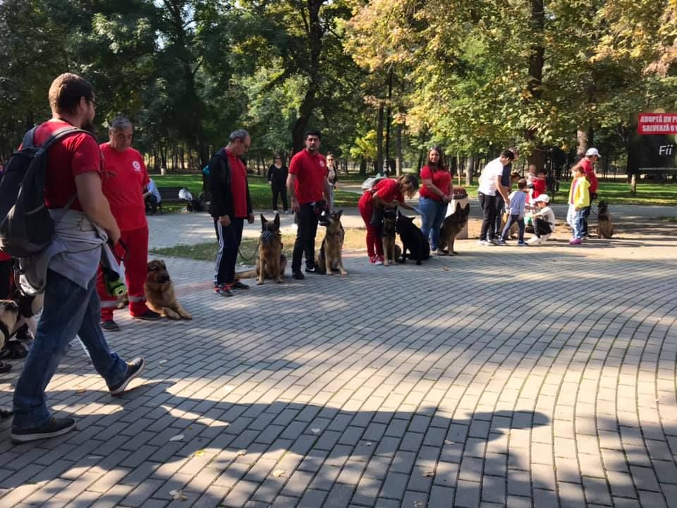 Toți câinii fără stăpân, promovați la un târg de adopții din Craiova, au noi familii