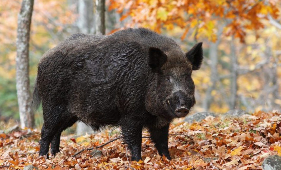 Craiova: Porc mistreţ, văzut pe o stradă din oraş