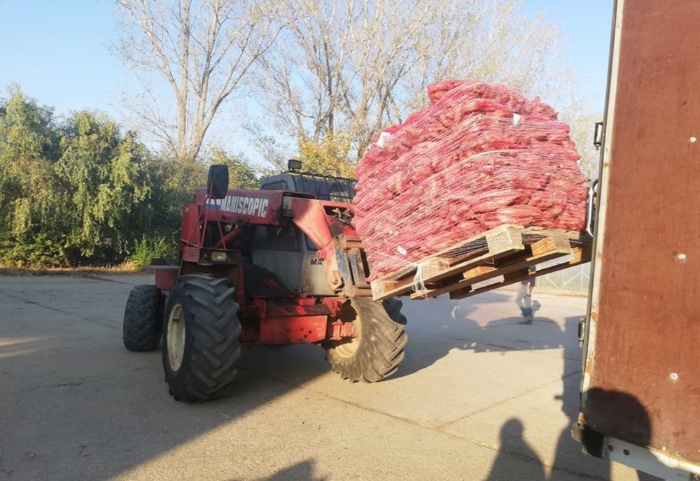 Cartoful dulce cultivat la Dăbuleni, în supermarket-uri