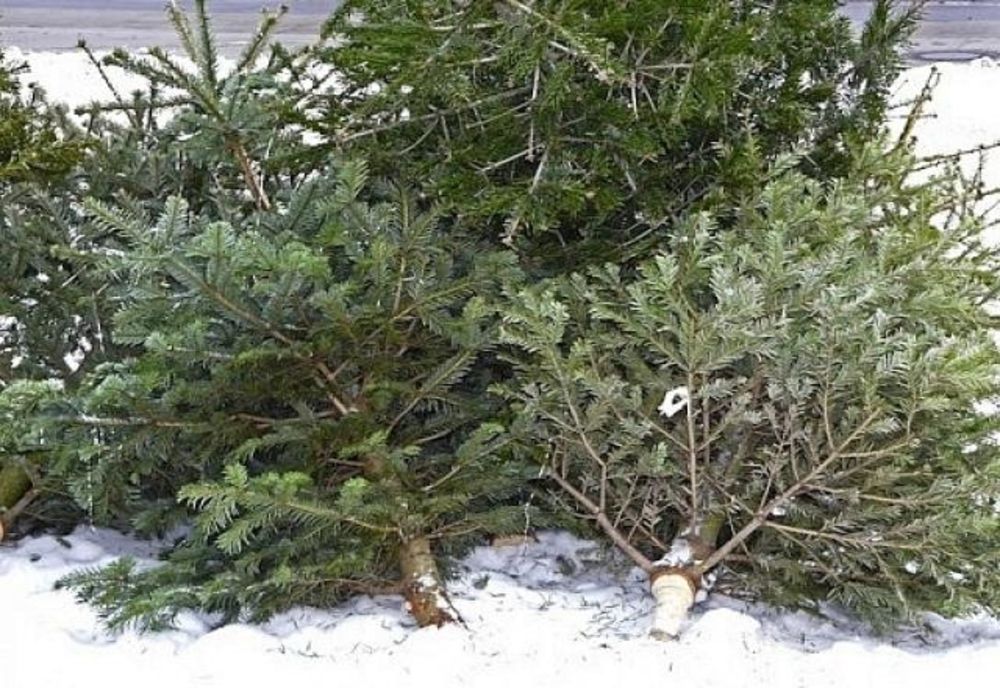 Craiova: Pomii de iarnă, colectați în vederea reciclării