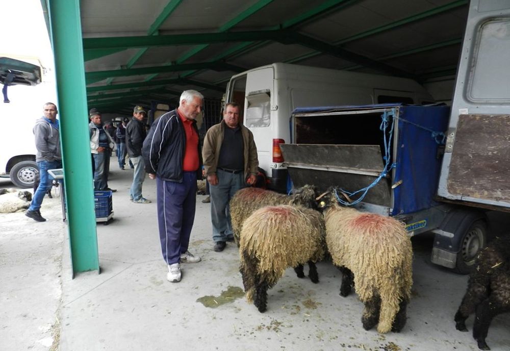 Craiova: Autoritățile au renunțat la ideea organizării pieței de miei 