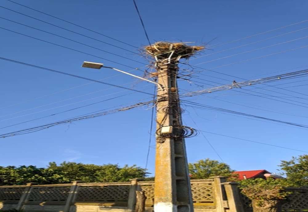 VIDEO. Pui de barză, salvat de pompierii doljeni 