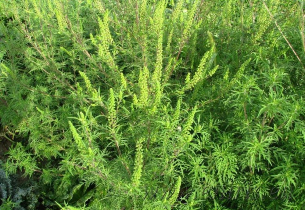 Autoritățile din Dolj reiau lupta cu ambrozia. Ce amenzi riscă să primească proprietarii terenurilor care nu iau măsuri 