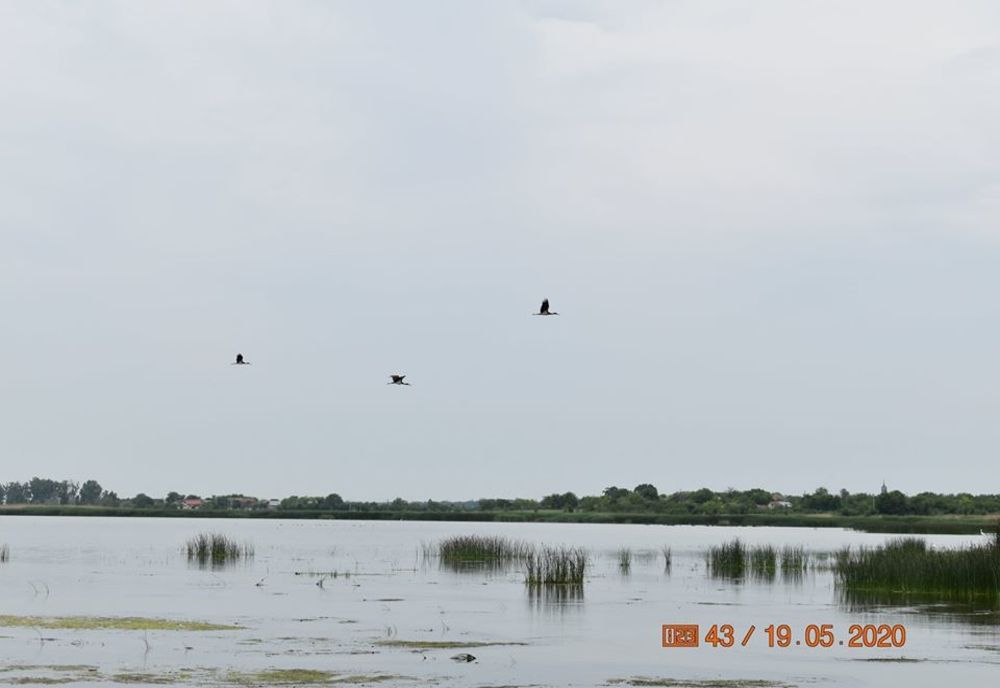 Dolj: Specie de barză foarte rar întâlnită în România, depistată în zona Lacului Bistreț