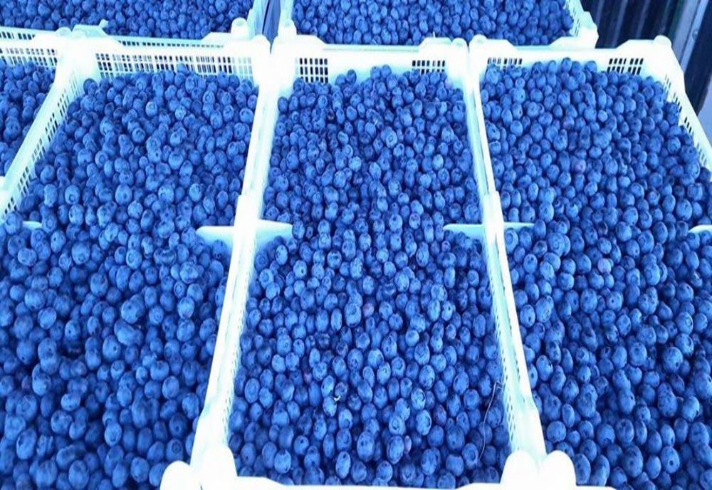 FOTO. Afinul cultivat în Deșertul Olteniei. Proiect cu planuri mari de viitor