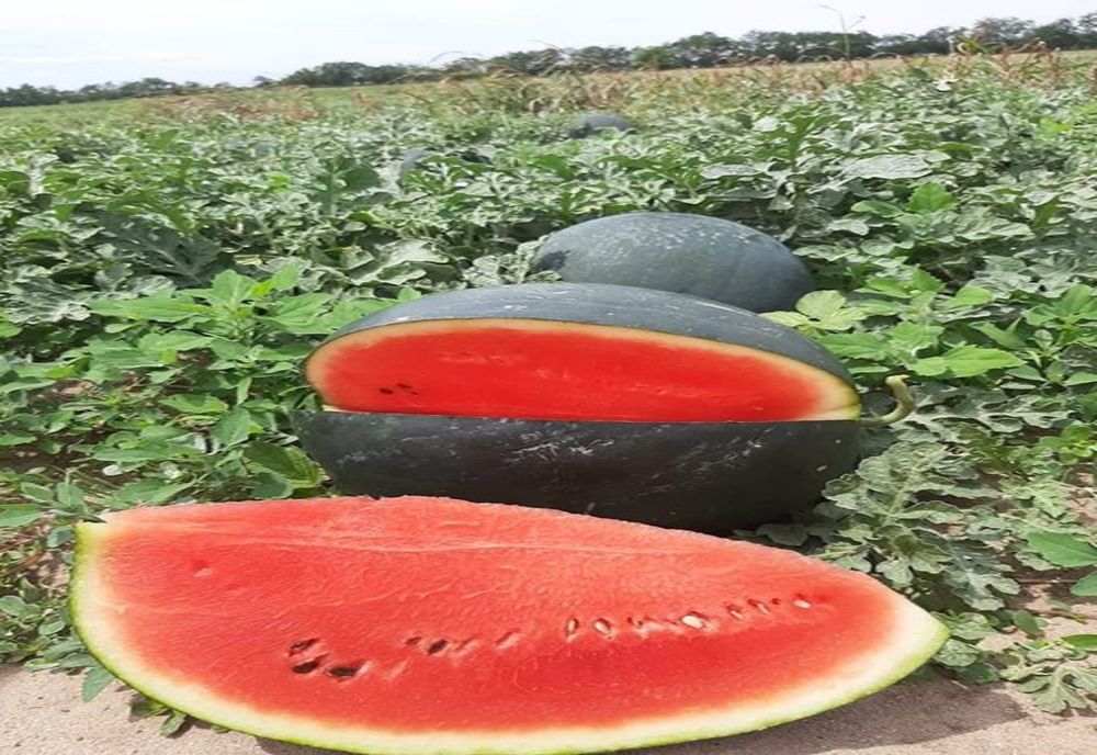 Pepenii de Dăbuleni au ajuns în piețe 